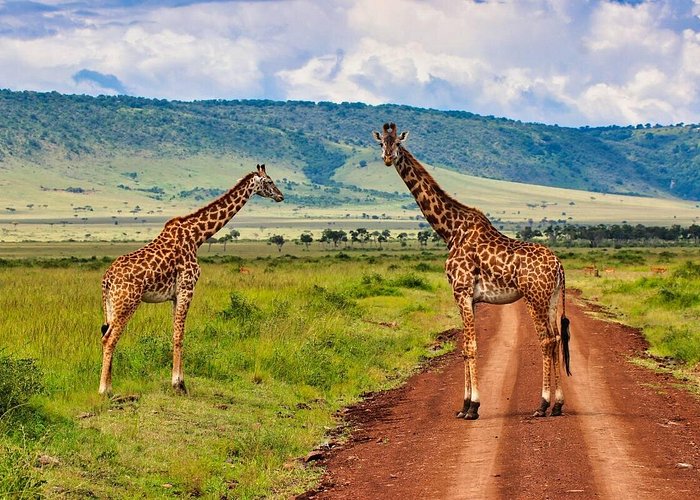 3 Days Maasai Mara Safari