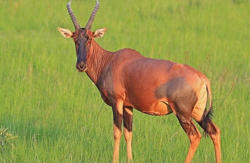 4 Days Maasai Mara & Lake Nakuru Safari