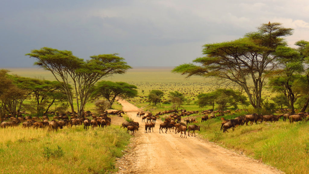Tanzania Safaris