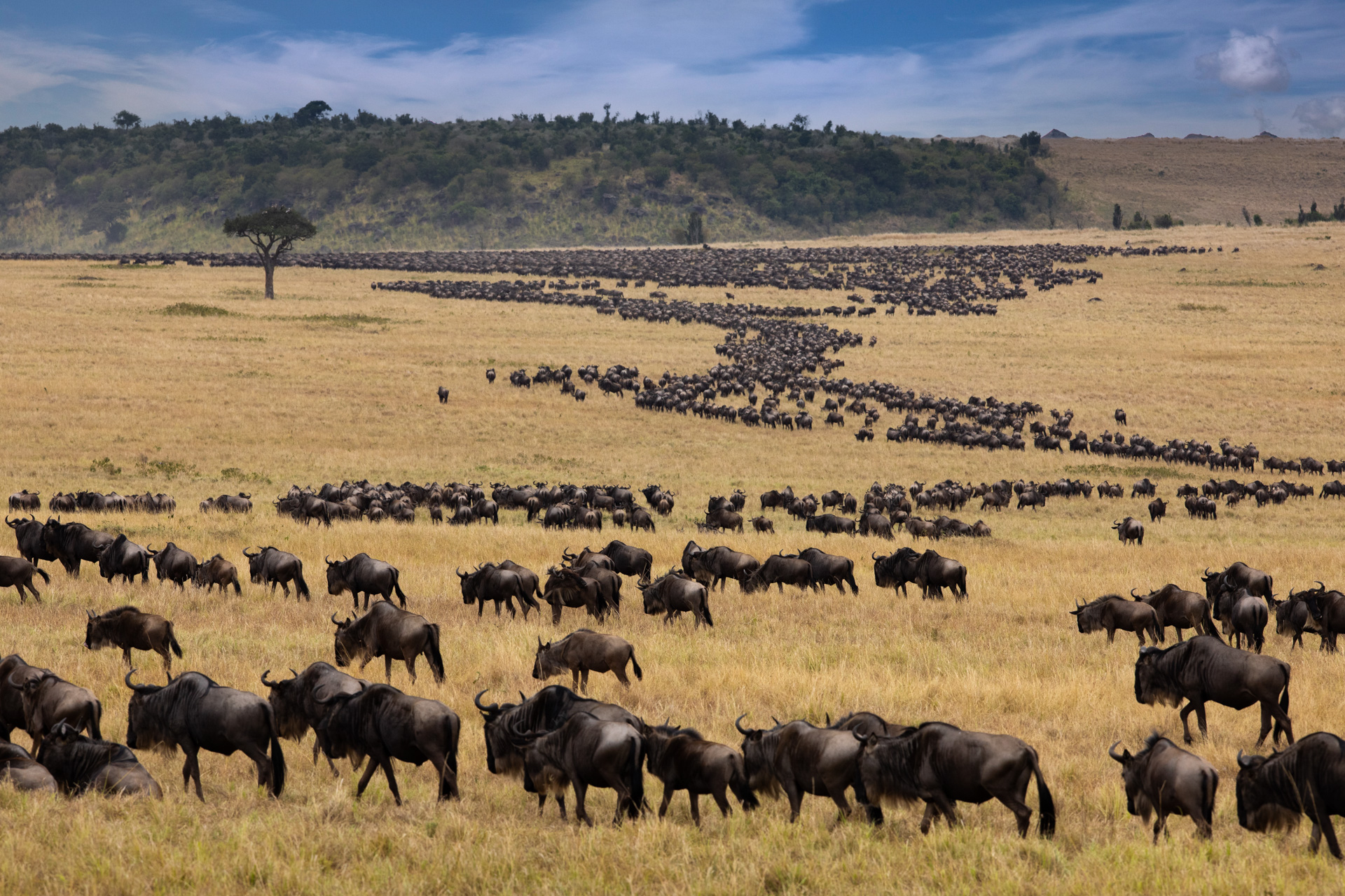 Maasai Mara